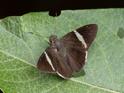 Autochton bipunctatus (Gmelin's Banded Skipper).jpg